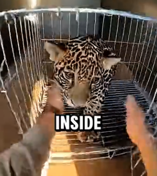 L0204004 Jaguar Cub Had Tracking Collar… It Led Me to Poacher’s Trailer With His Brother (Part 2)