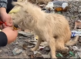U1404013 Would Elon Musk rescue this animal himself? (Part 2)
