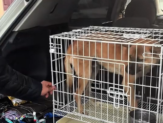H0104001 I found a stray dog with an injured leg. It was so pitiful that I decided to help it, and then…(Part 2)