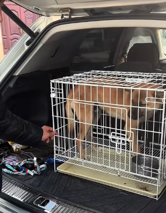 H0104001 I found a stray dog with an injured leg. It was so pitiful that I decided to help it, and then…(Part 2)