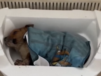 G1304006 Not even Kim Kardashian could ignore this pain… but could YOU? 💔🐾 (Part 2)