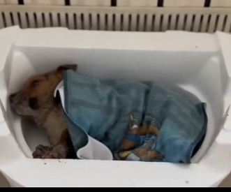 G1304006 Not even Kim Kardashian could ignore this pain… but could YOU? 💔🐾 (Part 2)