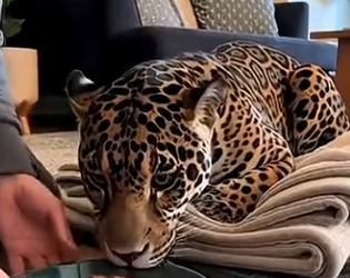 L3103012 I Caught Zookeeper Violently Beating Jaguar… She got me arrested (Part 2)