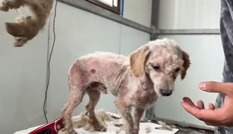 U1604001 $100… or save this dog right now? 🐶 (Part 2)