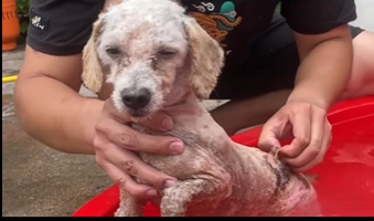 U1604001 $100… or save this dog right now? 🐶 (Part 2)