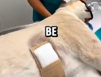 L0204009 This Pregnant Puma Was Shot by poachers … you won’t believe what happened next (Part 2)