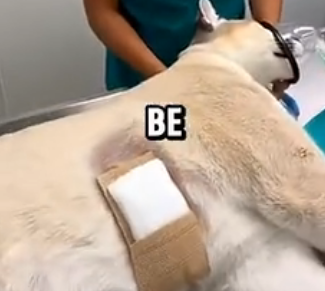 L0204009 This Pregnant Puma Was Shot by poachers … you won’t believe what happened next (Part 2)