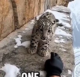 L0204008 I Saved a Snow Leopard Cub From a Cliff… The Mother Saved My Life (Part 2)