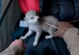 E1304002 I found a crying wolf cub and did this…(Reunion Caught On Camera) (Part 2)
