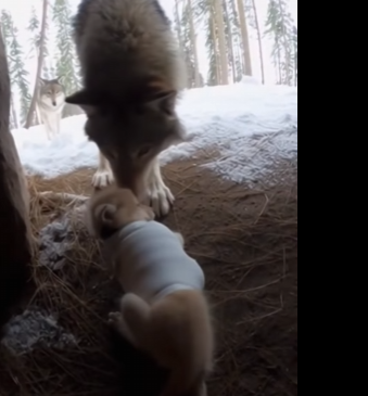 E1304002 I found a crying wolf cub and did this…(Reunion Caught On Camera) (Part 2)
