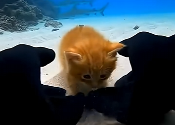 E1304004 This man saved a kitten that fell into an Aquarium (Part 2)