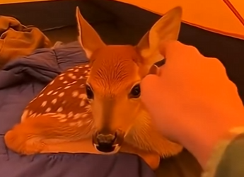 E1304011 I saved a baby deer from wolves…He won’t let go! (Part 2)