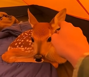 E1304011 I saved a baby deer from wolves…He won’t let go! (Part 2)