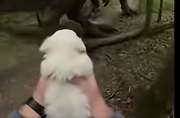E1304012 0% dog rescue from dinosaur 🦖  (Part 2)