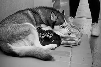 E1904002_She Stole a Blanket Off Freezing Husky Puppies… 💔🐾 (Part 2)