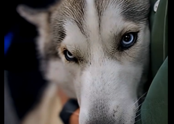 E1904003_She Let Her Kid Ride a Husky Like a Horse… – Emergency Rescue🐕🚨 (Part 2)