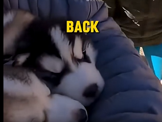 E1904001_She Pushed Her Husky Babies Closer to the Edge 💔🐾 (Part 2)