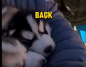 E1904001_She Pushed Her Husky Babies Closer to the Edge 💔🐾 (Part 2)