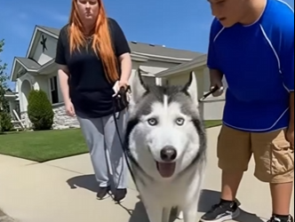 E1904006_She Gave a Husky to Her Kid Like a Toy… 💔🐾 (Part 2)