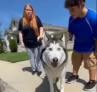 E1904006_She Gave a Husky to Her Kid Like a Toy… 💔🐾 (Part 2)