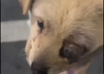 U1804002 A heartbreaking rescue you won’t forget. (Part 2)