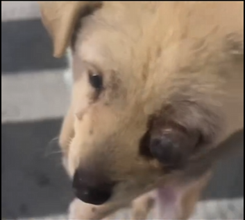 U1804002 A heartbreaking rescue you won’t forget. (Part 2)