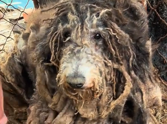 U0805010_���look at this innocent poor puppy ��� I came to its resuce I found it so heartbroken , havin (part2)