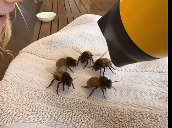 F2804005 A Woman Destroyed a Beehive   Rescue Mission 🐝 (Part 2)