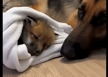 V2704006_My dog and fox cub became friends forever!😭❤️ (Part 2)