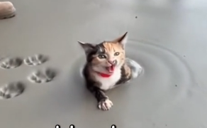 E0205002_Karen Sealed Kitten in Sidewalk Fresh Cement 😭💔 (Part 2)