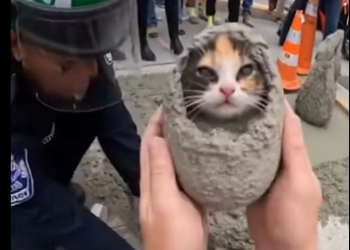 E0205002_Karen Sealed Kitten in Sidewalk Fresh Cement 😭💔 (Part 2)