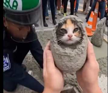 E0205002_Karen Sealed Kitten in Sidewalk Fresh Cement ðŸ˜ðŸ’” (Part 2)