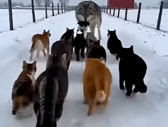 L0305004_The cat rescued a puppy from the jaws of a wolf🐺🐈 (Part 2)