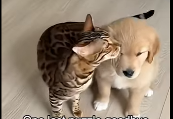 L0305001_My cat went CRAZY… until I saw THIS😱🐱❤️🐶  (Part 2)