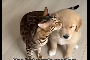L0305001_My cat went CRAZY… until I saw THIS😱🐱❤️🐶 (Part 2)