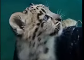 E0205008_Two Snow Leopards DRAGGED me across the ice… then I saw WHY! 🐆❄️ (Part 2)