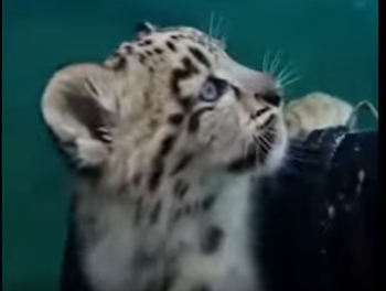 E0205008_Two Snow Leopards DRAGGED me across the ice… then I saw WHY! 🐆❄️ (Part 2)