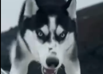 E0205005_She Risked a Dog’s Life for 1 Million Likes… Police Responded (Part 2)