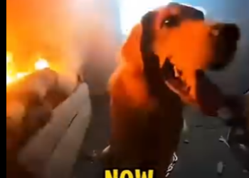 E0205011_POV_ Firefighter Trapped in Fire, Then a Miracle Happened 🔥🐶 (Part 2)