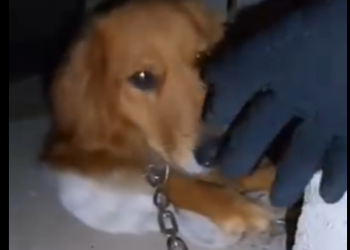 E0205010_I Tracked My Stolen Dog to a CREEPY House (Part 2)