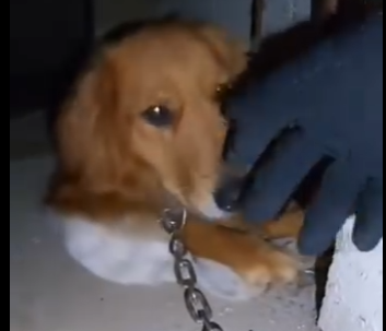 E0205010_I Tracked My Stolen Dog to a CREEPY House (Part 2)