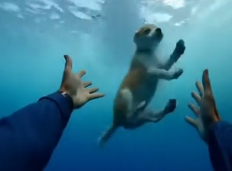 E0205009_Puppy saved from crazy lady throwing it of the ship! 😱 (Part 2)