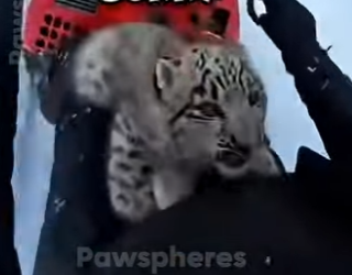 E0205007_I SAVED This Baby Leopard After A Bear Took His Mama 🐆🐻 (Part 2)