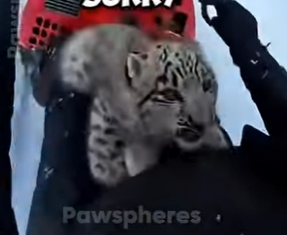 E0205007_I SAVED This Baby Leopard After A Bear Took His Mama 🐆🐻 (Part 2)