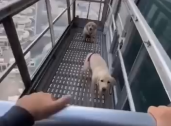 E0205004_She Said Her Puppy Was Stuck on the Burj Khalifa… (Part 2)