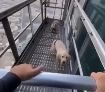 E0205004_She Said Her Puppy Was Stuck on the Burj Khalifa… (Part 2)