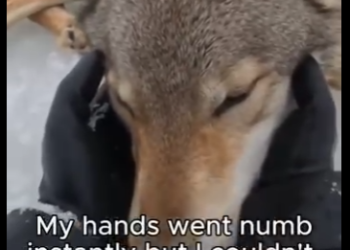 E0205001_Animals know how to repay kindness 💖 (Part 2)