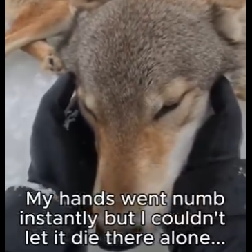 E0205001_Animals know how to repay kindness 💖 (Part 2)