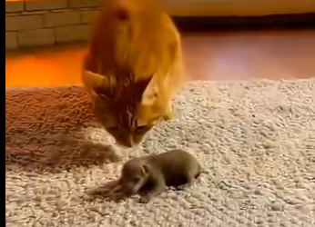 L0305006_My Cat Adopts Orphan Bear🐱🐻 (Part 2)