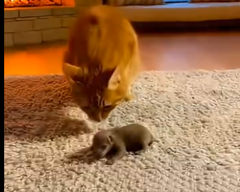 L0305006_My Cat Adopts Orphan Bear🐱🐻 (Part 2)